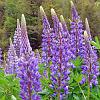 Lupinos (Lupines) - introduced